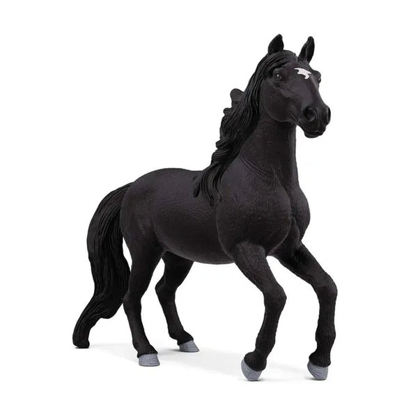 Lusitano Hingst